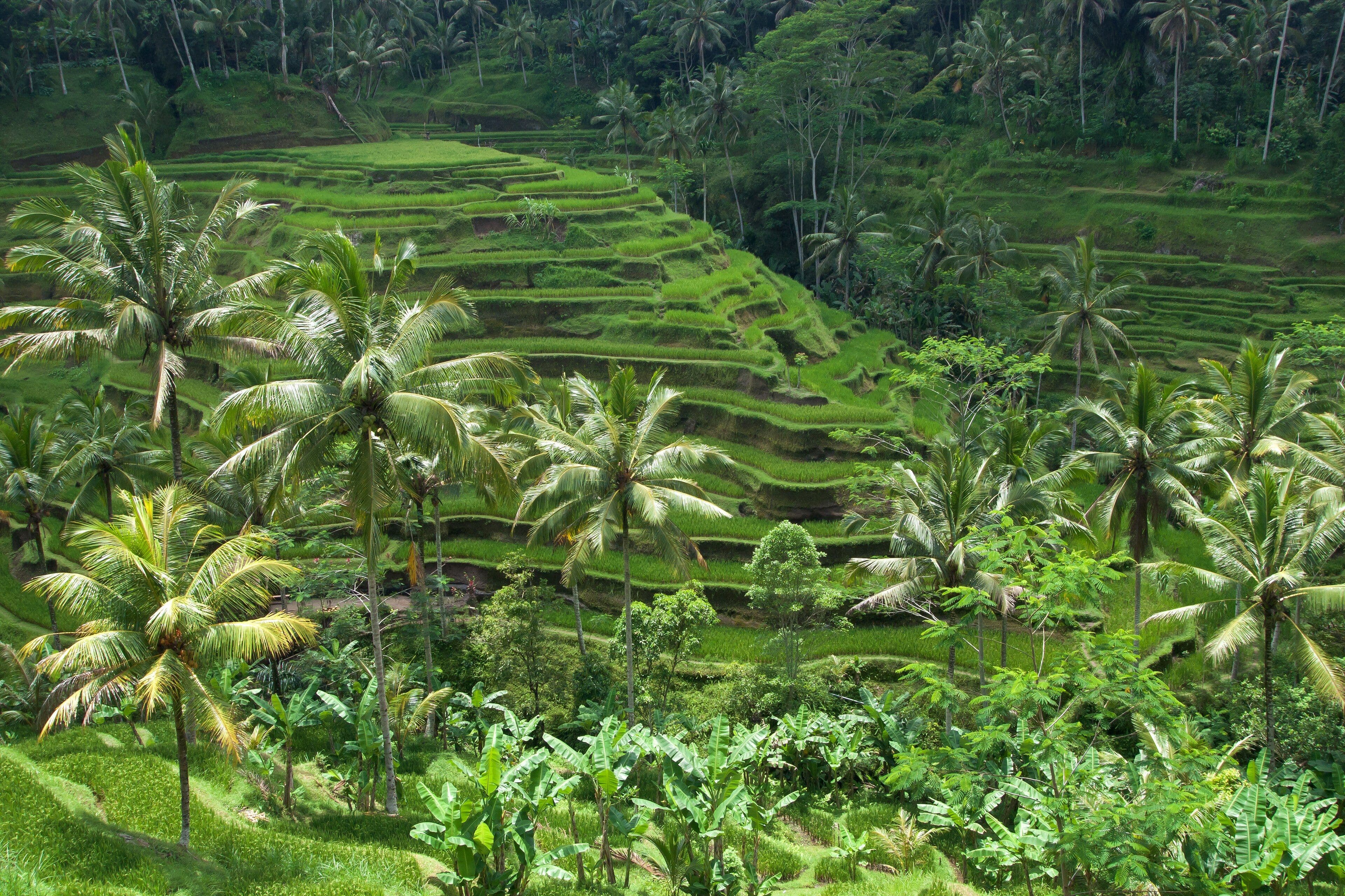 Workation in Ubud